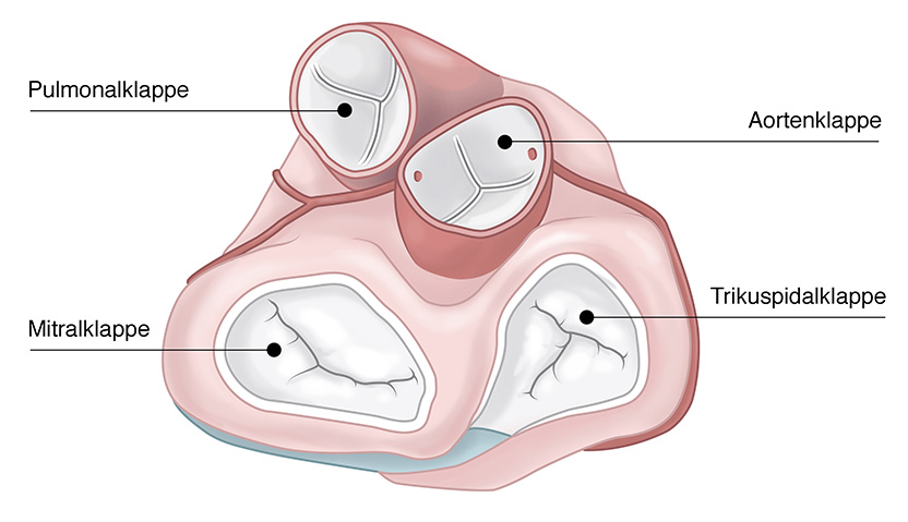 Wissenschaftliche Illustration Die Anatomie Des Herzens