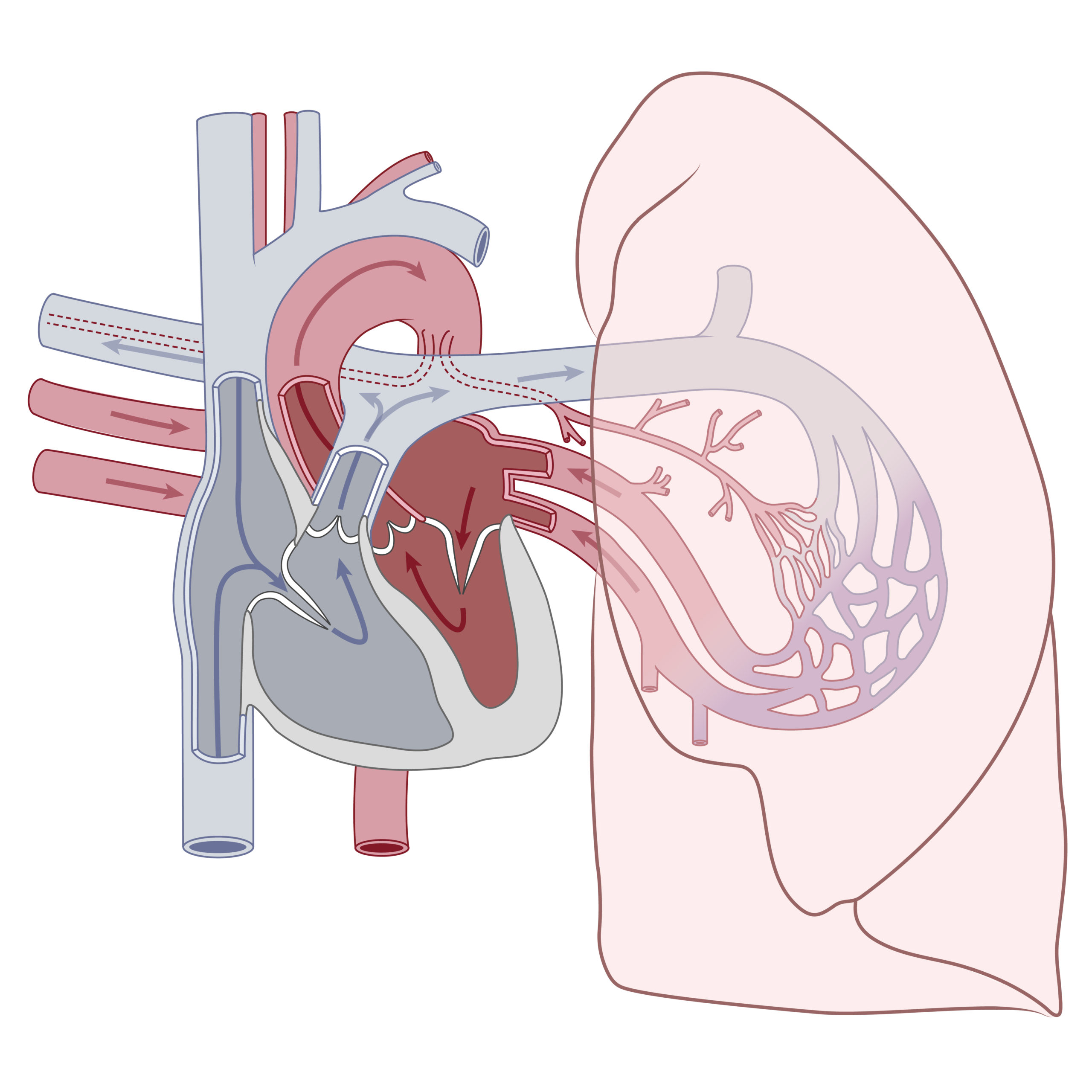 Medizinische Infografik, die den Blutkreislauf zwischen Herz und Lunge darstellt, der Lungenkreislauf