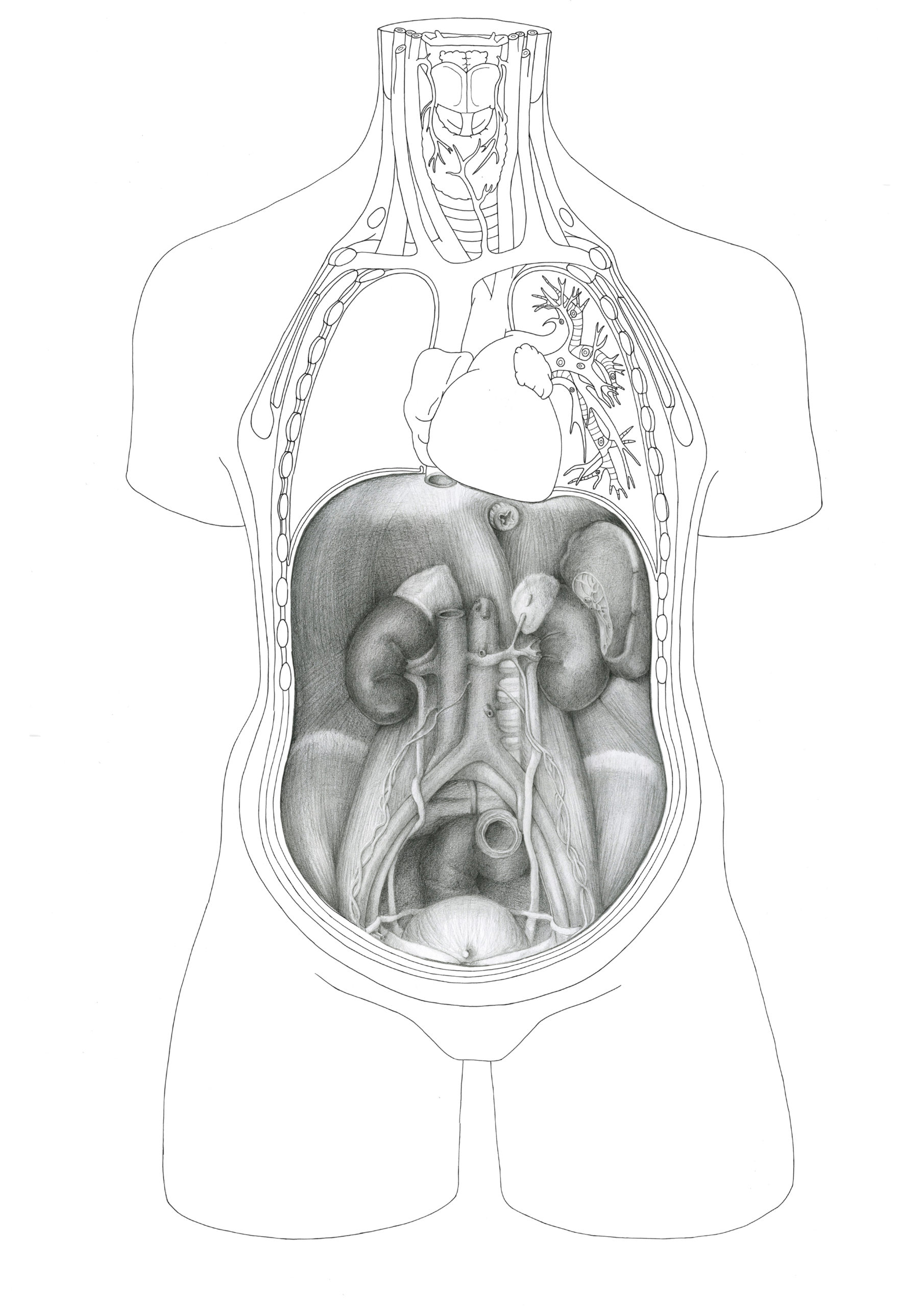 Medizinische Illustration der Rückwand des Abdomen als Bleistiftzeichnung