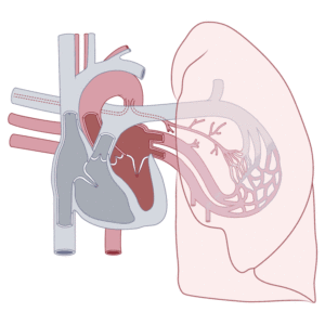 Animation einer Illustration des Lungenkreislaufes