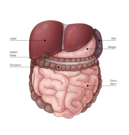 Medizinische Illustration des menschlichen Abdomens mit Beschriftung Medizinische Illustration der Organe des Abdomen, digital coloriert mit Beschriftung